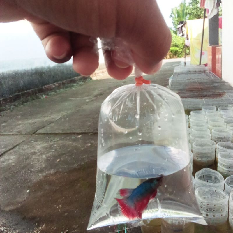 ikan cupang HM paket isi 10