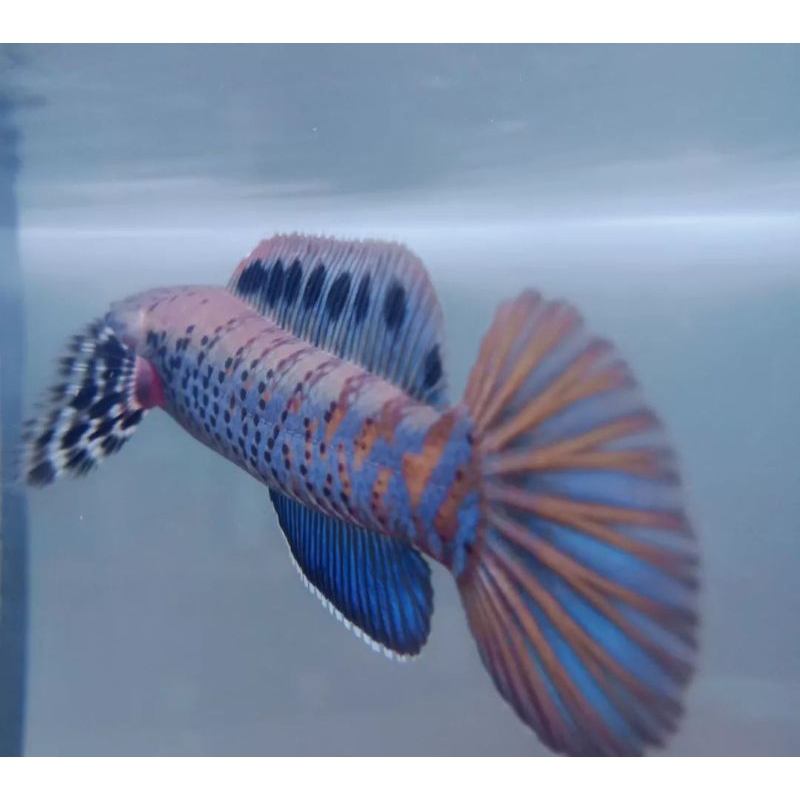 dekorasi aquarium orna yl full dot grade A