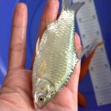 Bibit ikan tawes ukuran 3 jarian murah berkualitas