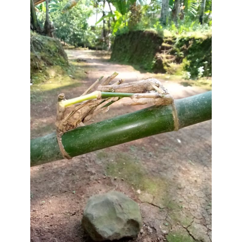 hiasan bambu unik bambu petuk