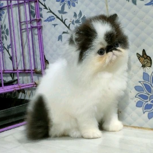 kitten persia peaknose  betina non ped ( PO )