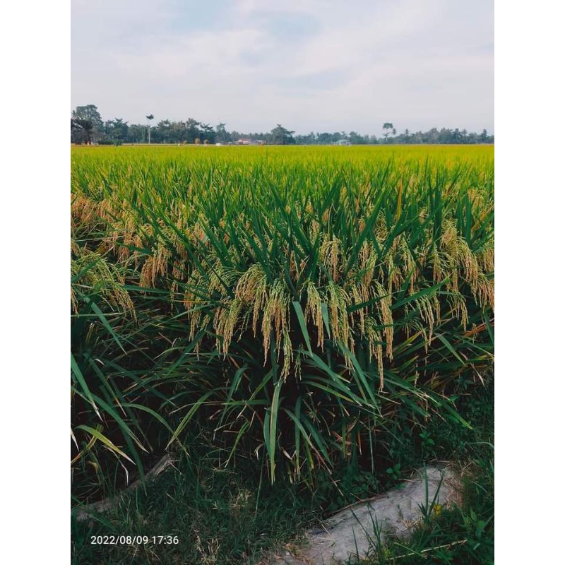 Shopritz Benih Padi Inbrida C2 Premium 1Kg Original