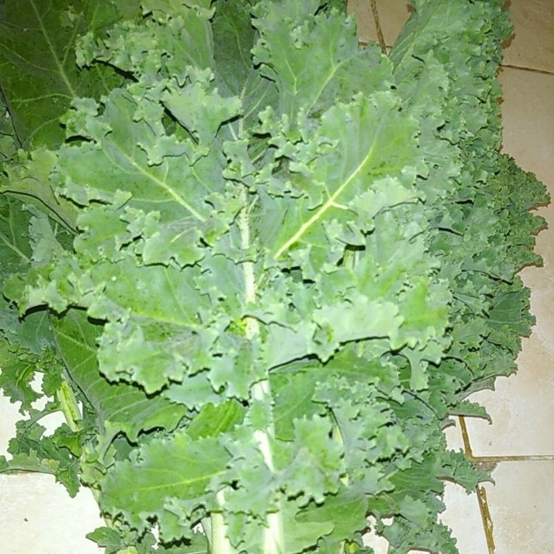 

SAYUR KALE CURLY SEGAR