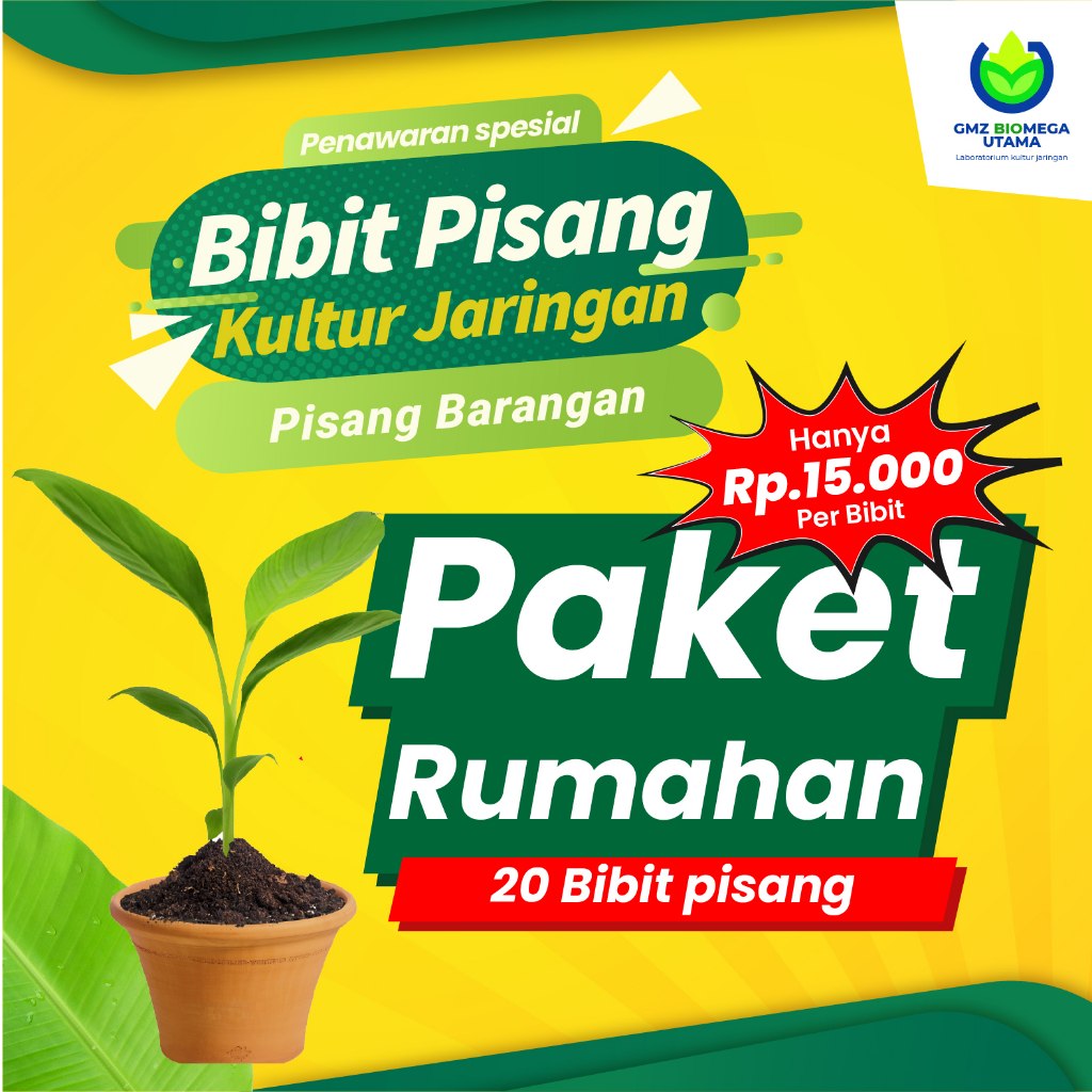 

Bibit Pisang Barangan Jumbo kultur jaringan