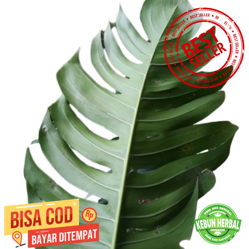 

Daun ekor naga segar baru potong ( Fresh Cut ) Dengan tangkai