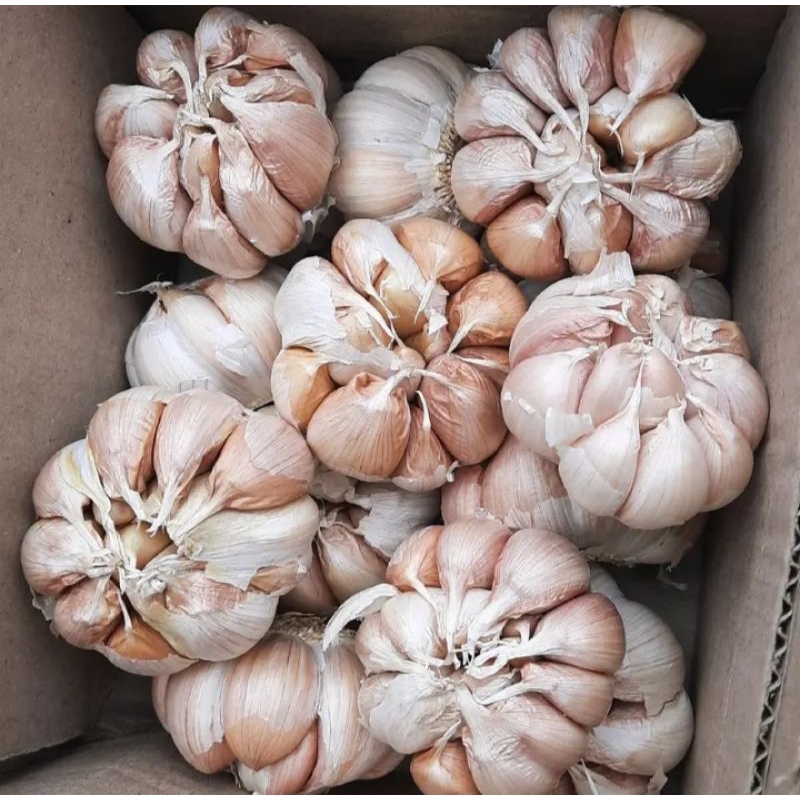 

Bawang Putih Sinco