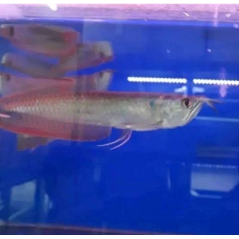 arwana silver red 19-20 cm instan aja