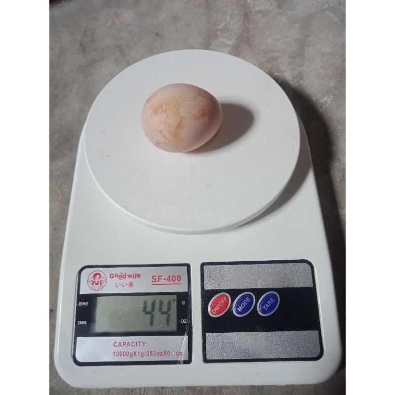 

telur fertil ayam yudistira FS (final stok)