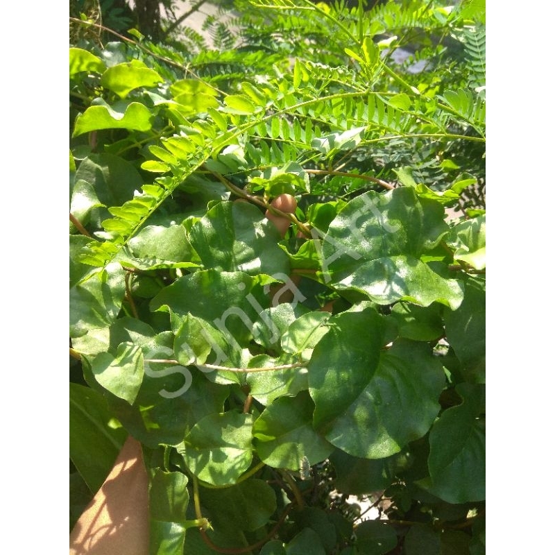 

Daun binahong segar 500grm