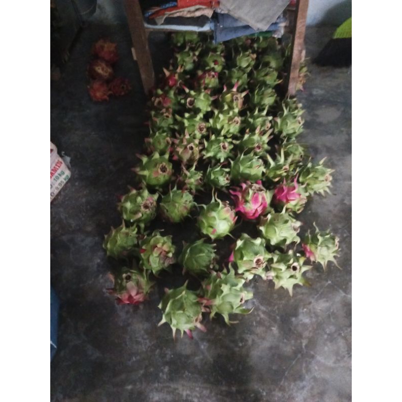 

Buah Naga merah