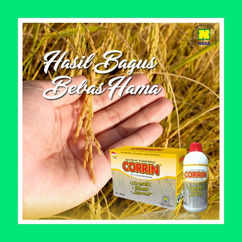CORiN PUPUK NASA UNTUK PADi HASiL BAGUS BEBAS HAMA