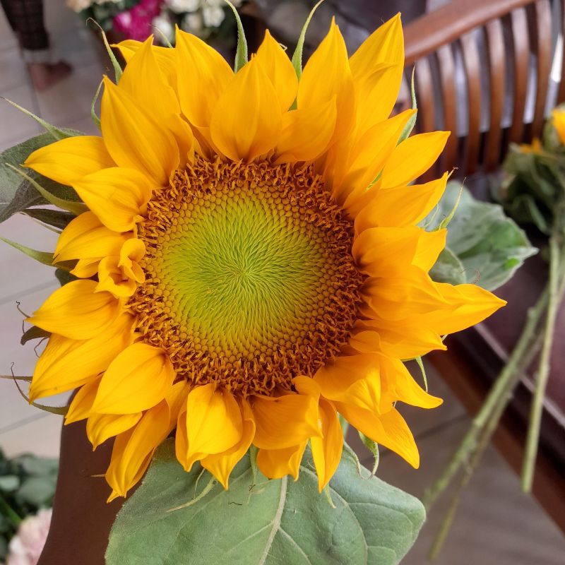 bunga matahari bunga potong 1 tangkai