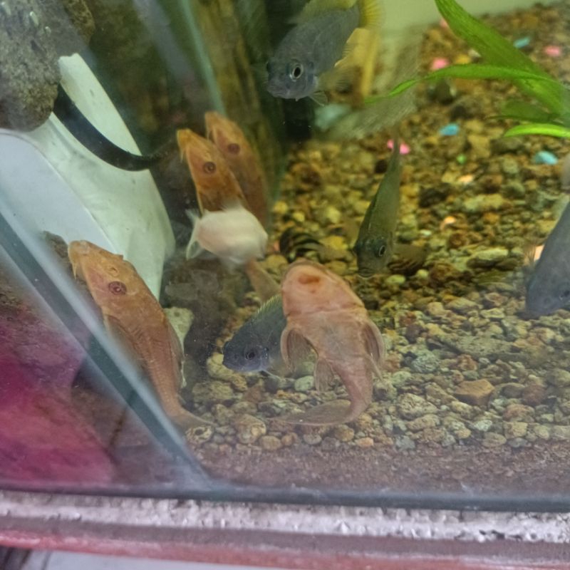 Hiasan Aquarium Ikan Sapu Sapu Albino