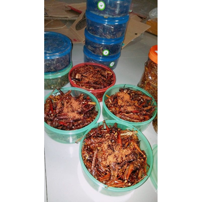 

belalang besar kayu bisa pilih pilih rasa