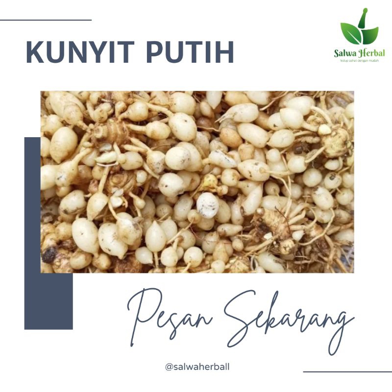 

Kunyit putih gombyok (kaempfria rotunda) 1KG