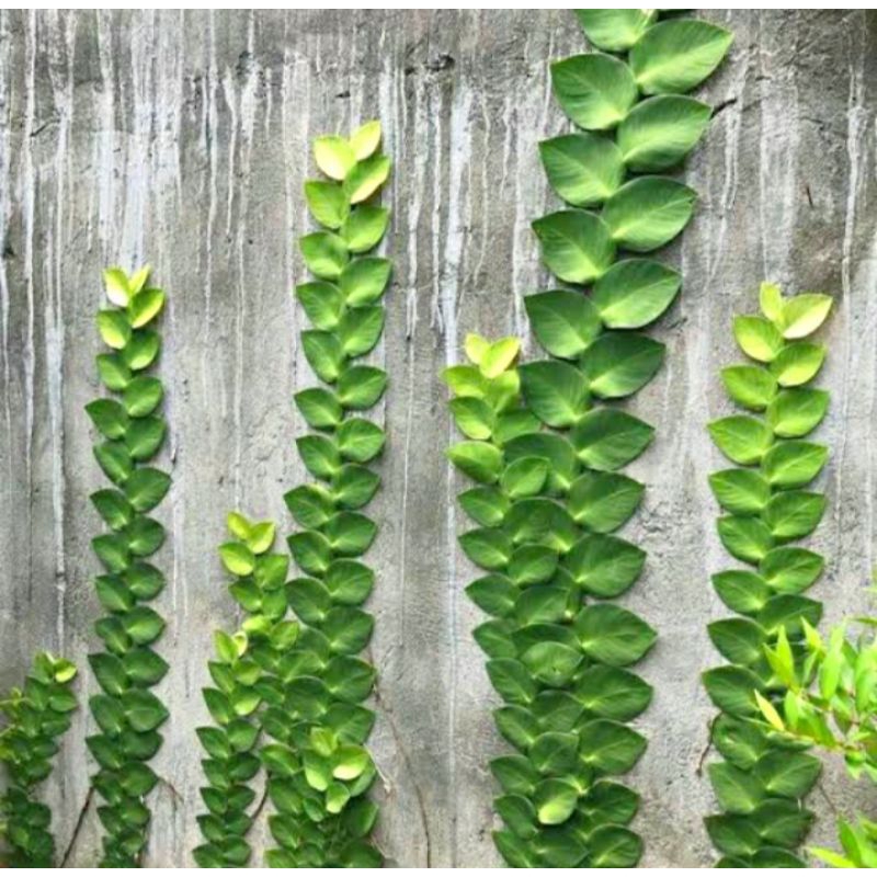 POHON DOLAR RAMBAT DAUN BESAR - tanaman merambat dolar daun besar - tanaman hidup - tanaman asli