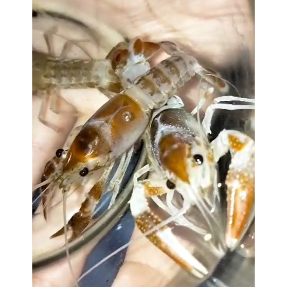 Hiasan Lobster Ghost Jantan