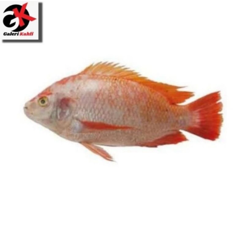 

IKAN NILA MERAH FRESH GRADE A-500Gr / IKAN SEGAR / ANEKA IKAN LAUT SEGAR / SEAFOOD / IKAN LAUT FRESH