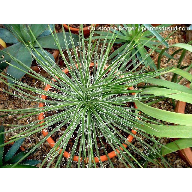 Tanaman Hias AGAVE GEMINIFLORA