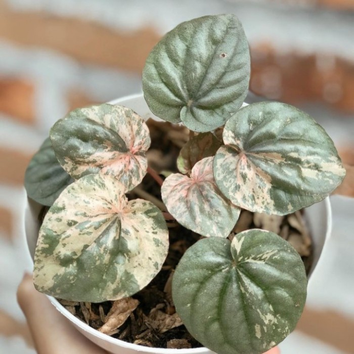 Tanaman Hias Bunga Peperomia Pink Lady Jumbo / Dewasa - Bunga Peperomia Caperata Pink Lady Jumbo