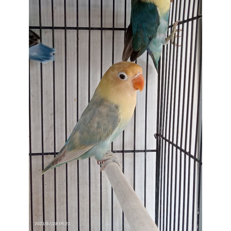 Lovebird PB Pastel Mulus