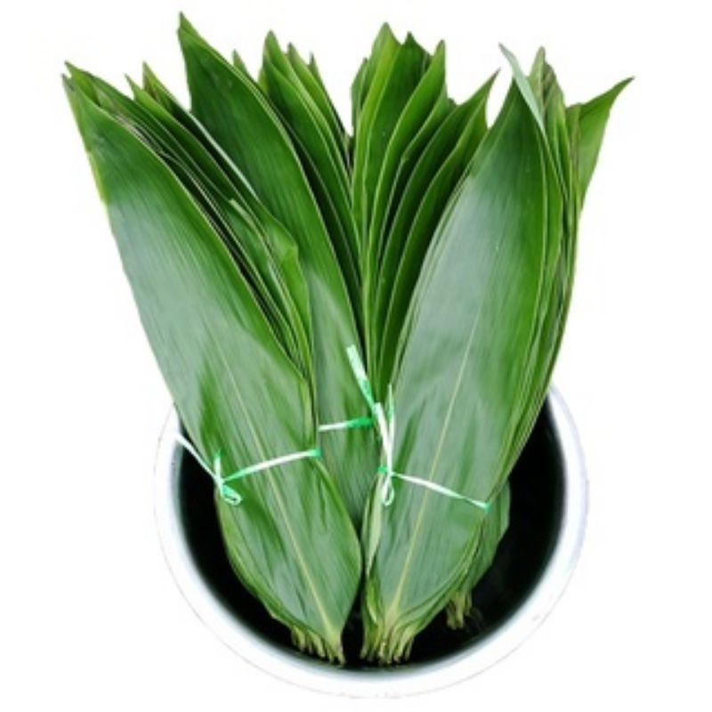 

Daun bambu bacang jumbo segar 500gram siap petik