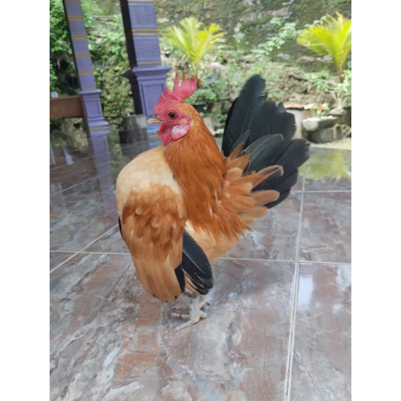 ayam Serama asli original