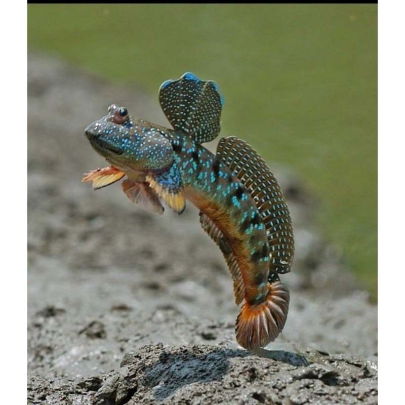 MUDSKIPPER IKAN GLODOK / MUDSKIPER / TEMBAKUL