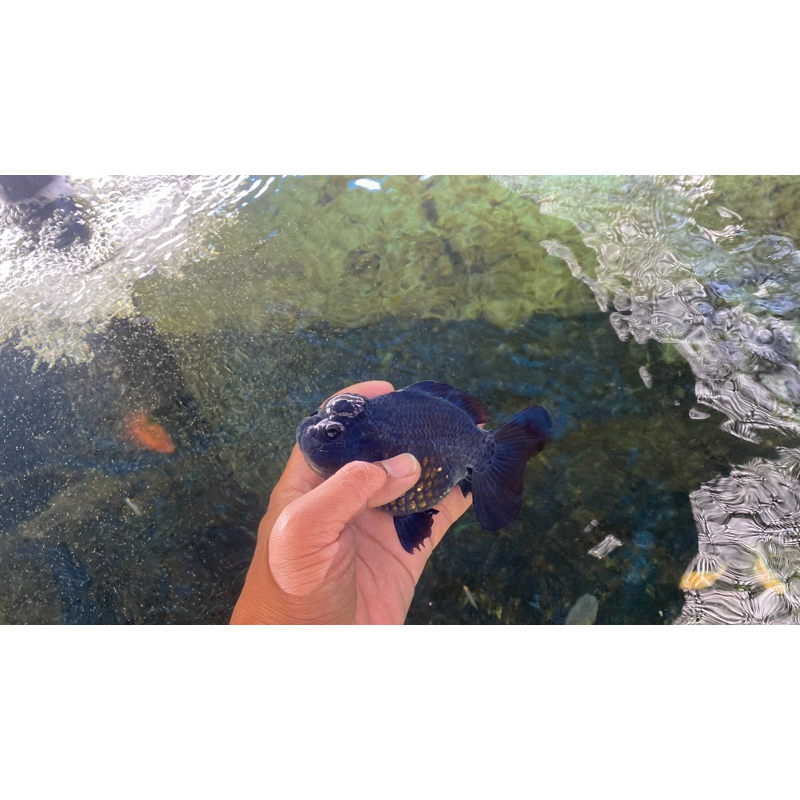 koki oranda black solid 13.5cm