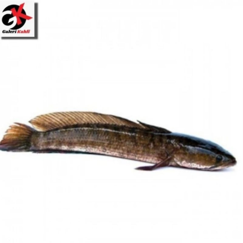 

IKAN GABUS HIDUP FRESH Berkualitas GRADE A / IKAN SEGAR / ANEKA IKAN HIDUP SEGAR