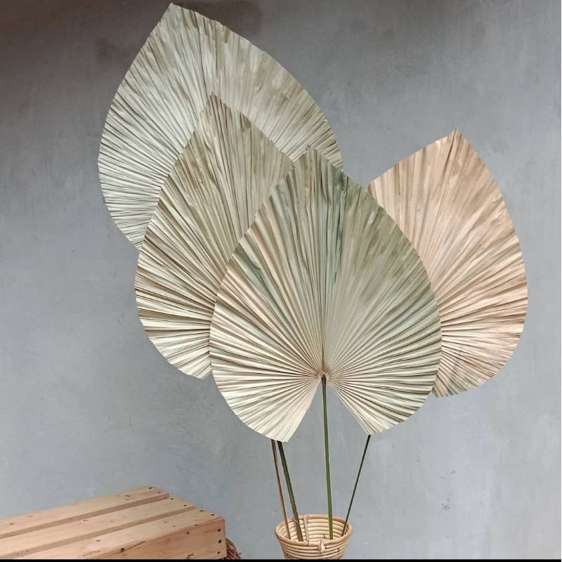 Daun palem kering Daun palem dekorasi DAUN PALEM daun palem Daun Palem Kering dekorasi palm dekorasi