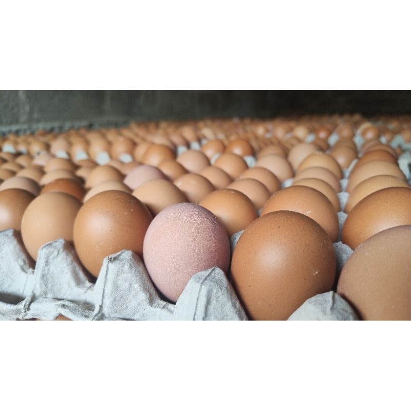 

Telur Ayam Fresh Murah 1 kg (Langsung Peternak)