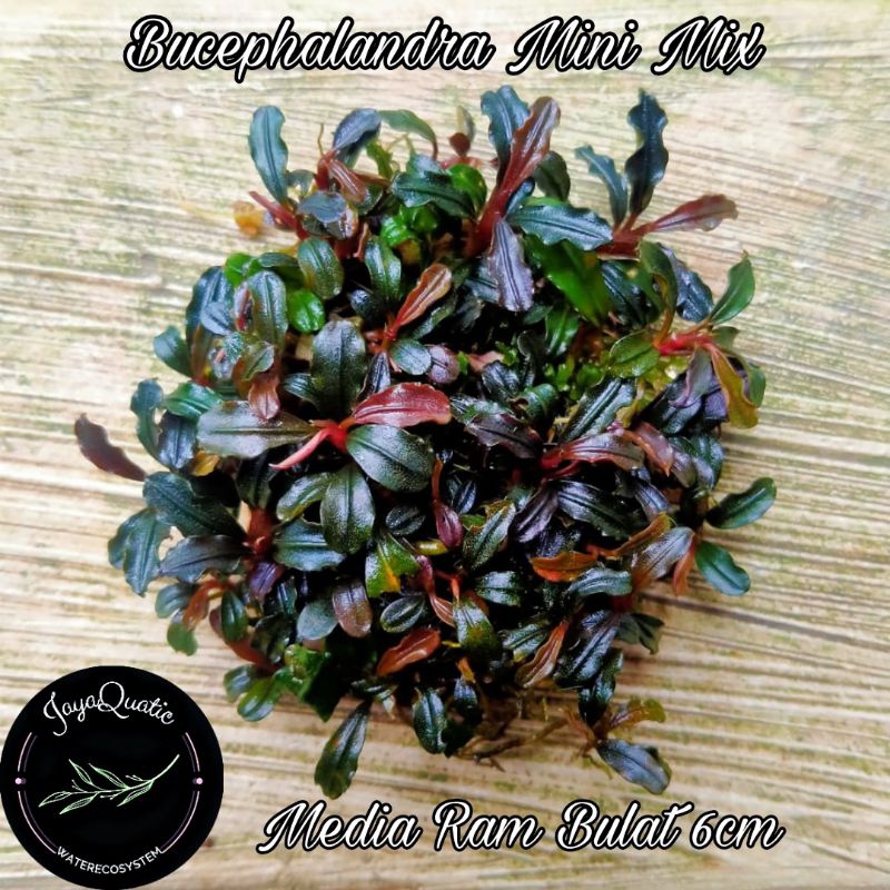 Bucephalandra Mini Mix Media Ram Bulat 6cm - Tanaman Aquascape Aquarium Paludarium (Brownie/Miniphan