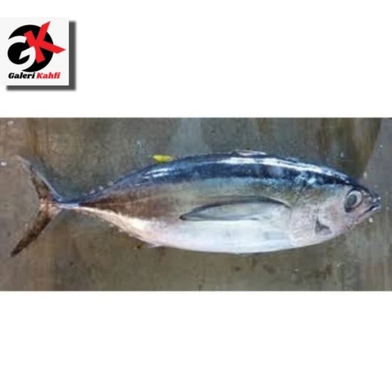 

IKAN TONGKOL ABU ABU FRESG Berkualitas GRADE A - 1Kg