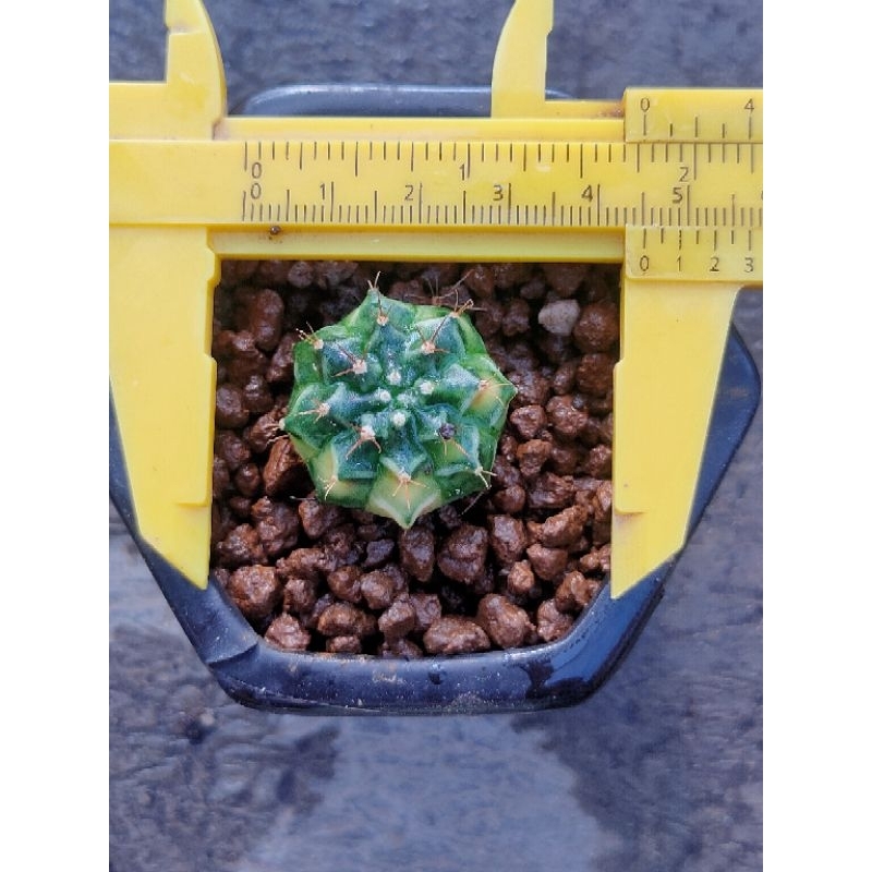 GYMNOCALYCIUM MIHANOVICHI THAILAND//CALON PROPECT//+🆓 KAKTUS//KAKTUS//KAKTUS LUCU//KAKTUS HIAS//KAKT