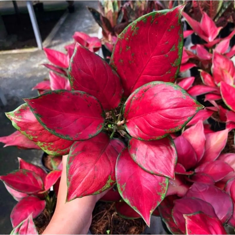 Aglonema Red Queen Roset Merah Merona - tanaman hias hidup - bunga hidup - bunga aglonema - aglaonem