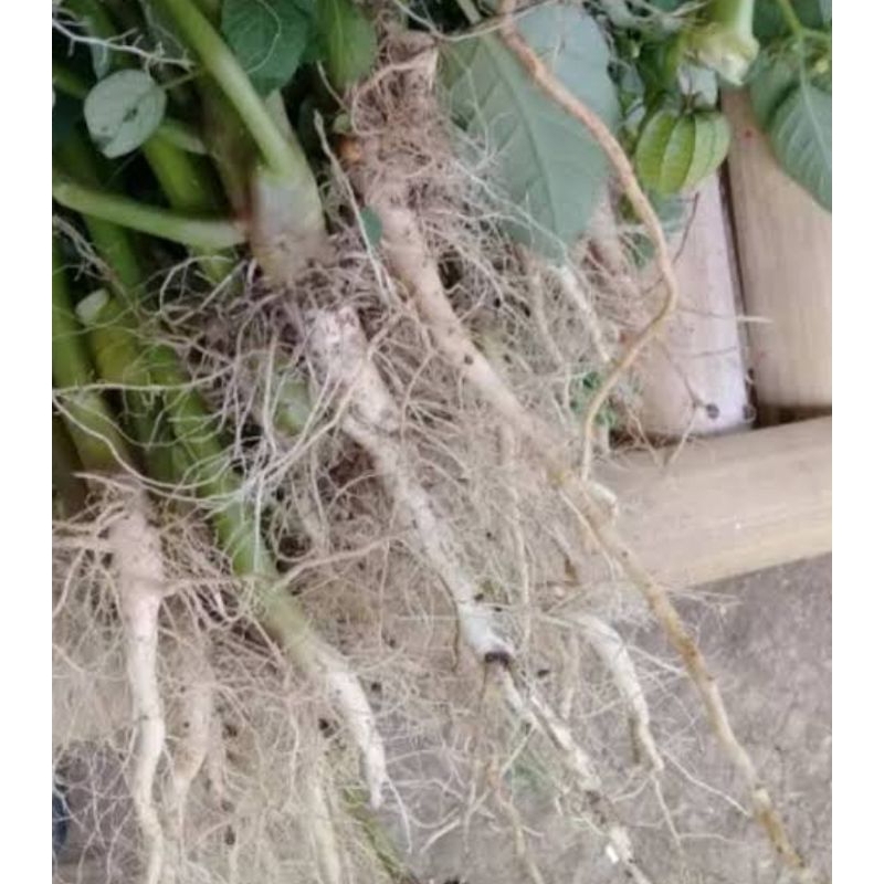 

Akar daun cimplukan organik per 1 pohon untuk obat herbal