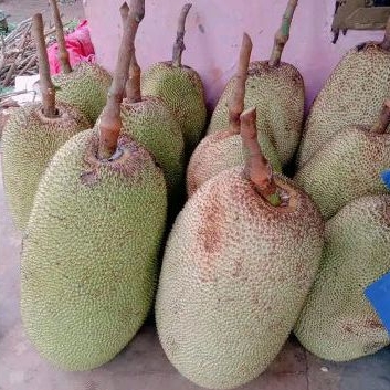 Nangka matang