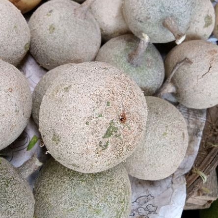 

buah KAWISTA per biji (mentah)