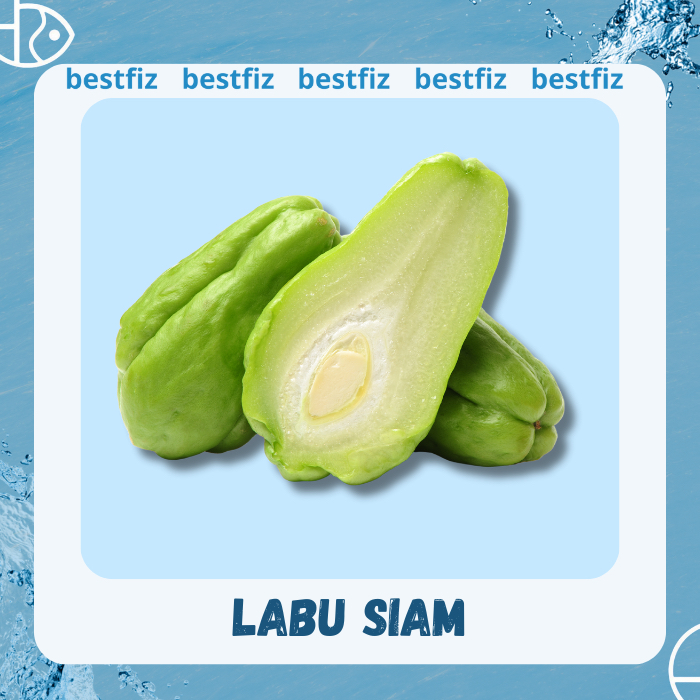 

Labu Siam