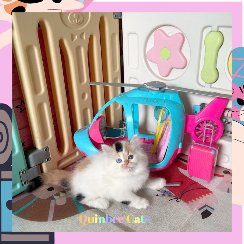 Kucing Persia Flatnose Calico Odd Eyes betina langka