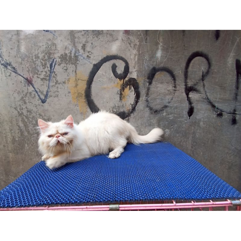 Kucing gembul lucugemoy persia peaknose jantan