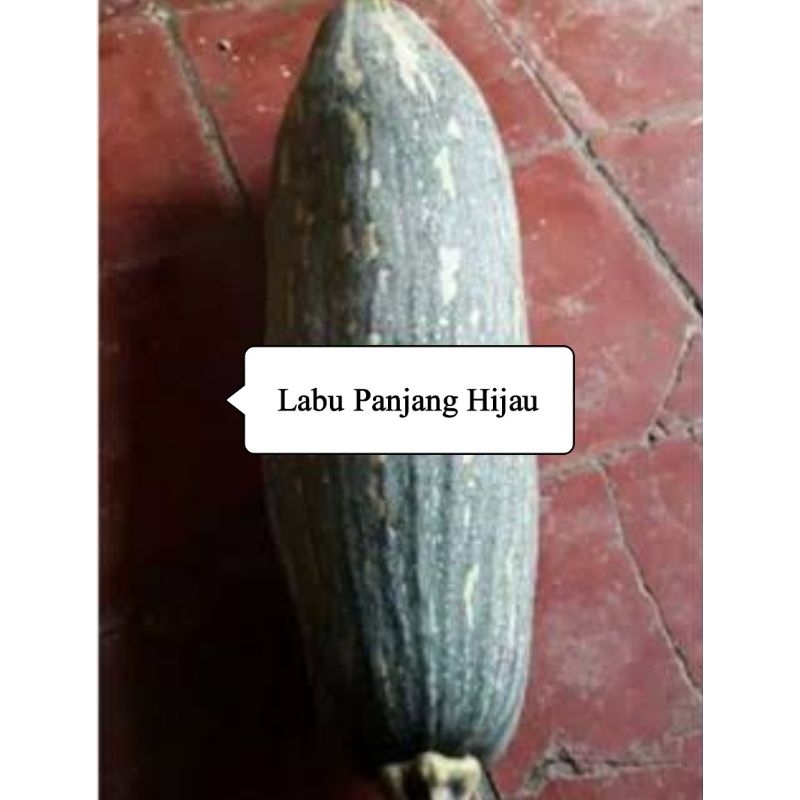 Benih biji labu hijau panjang labu kabocha super