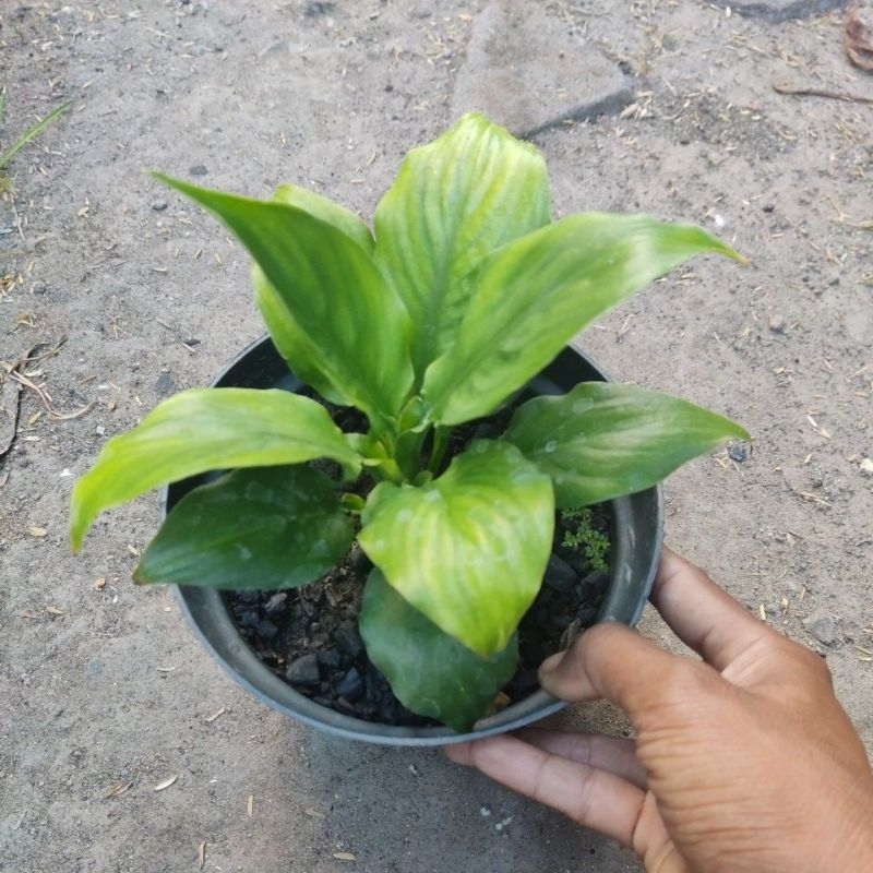 Sepatu Filum bangkok (anakan)