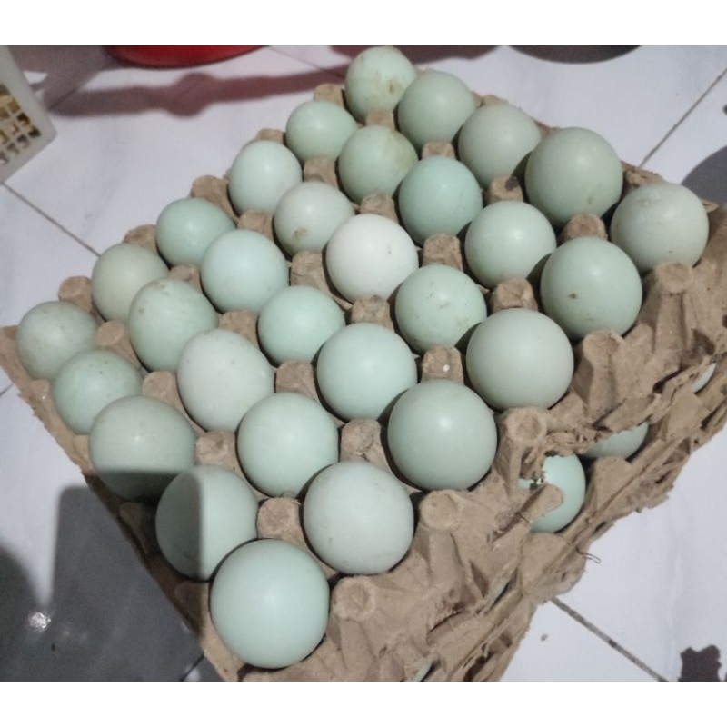 

Telur Bebek Mentah Organik Telur Bebek Pangon