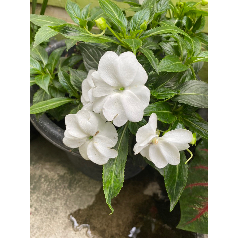 Bibit bunga vinca vinca white tapak dara putih
