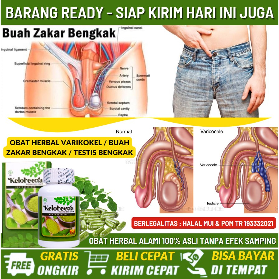 Obat Buah Zakar Bengkak, Obat Menghilangkan Nyeri di Buah Zakar, Obat Pengempis Buah Zakar Bengkak &
