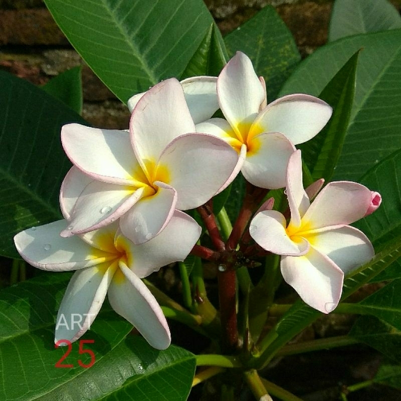 Plumeria 'Chintya' Kamboja Bali White Soft Pink