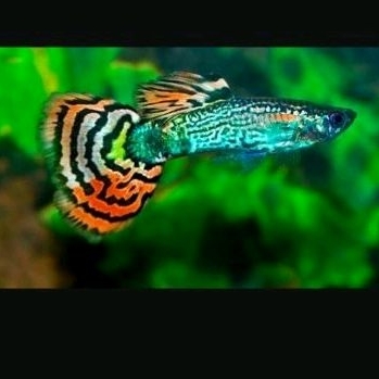 Guppy replika hiasan akuarium (cendolan grade A dragon leopard mozaik cobra)