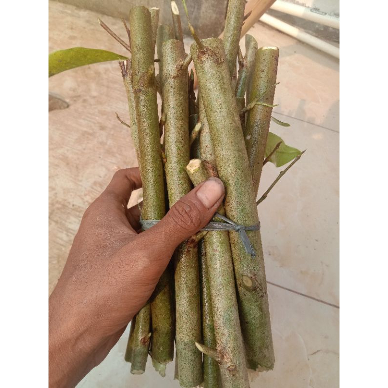 10 batang stek amplas putih || bahan bonsai amplas putih